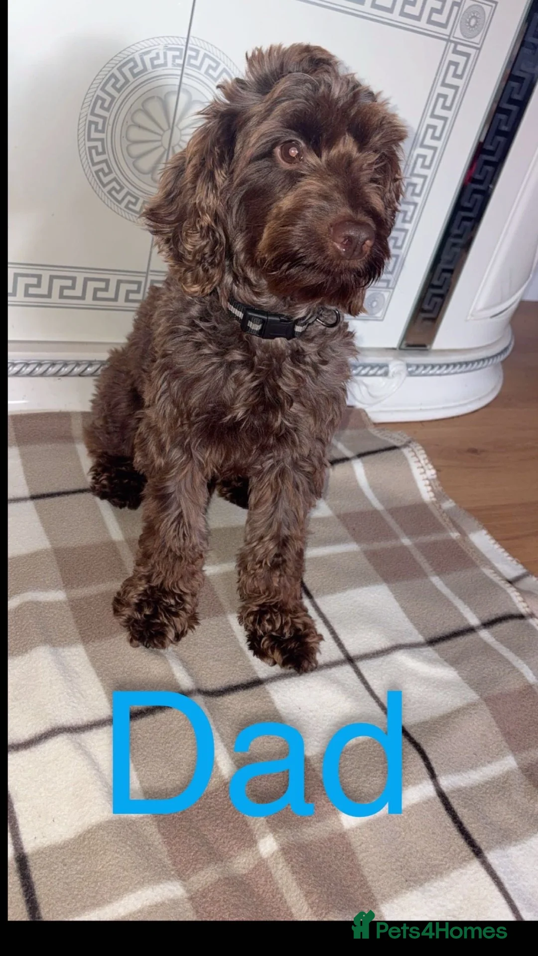 Cockapoo dogs for sale: Beautiful cockapoo puppies  in Darlington - Advert 11