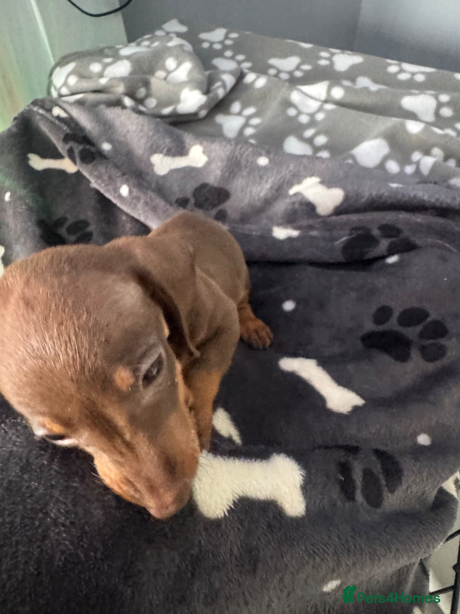 Miniature Dachshund dogs for sale: Mini dachshund  in Brighton - Advert 12