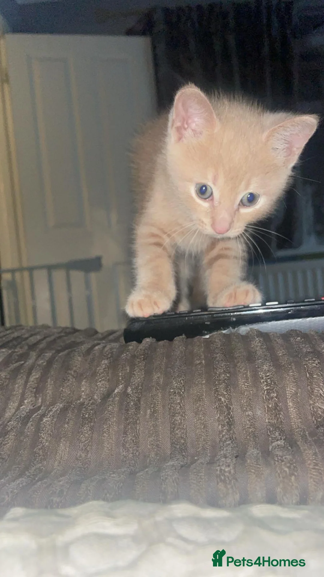 Mixed Breed cats for sale: Beautiful Cream Male Kitten  - Advert 8