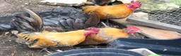 Chickens poultry for sale: Aseel / Cross Cockerel hatched 2026 - Advert 13