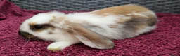 Mini Lop rabbits for sale: Cute French x Mini Lop Ready to Go!!! - Advert 31