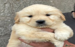 Golden Retriever dogs for sale: Stunning Golden Retriever puppies for sale.  - Image 10
