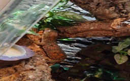 Gecko reptiles for sale: Female Pine Island Chahoua Gecko (Mossy Gecko) - Image 4