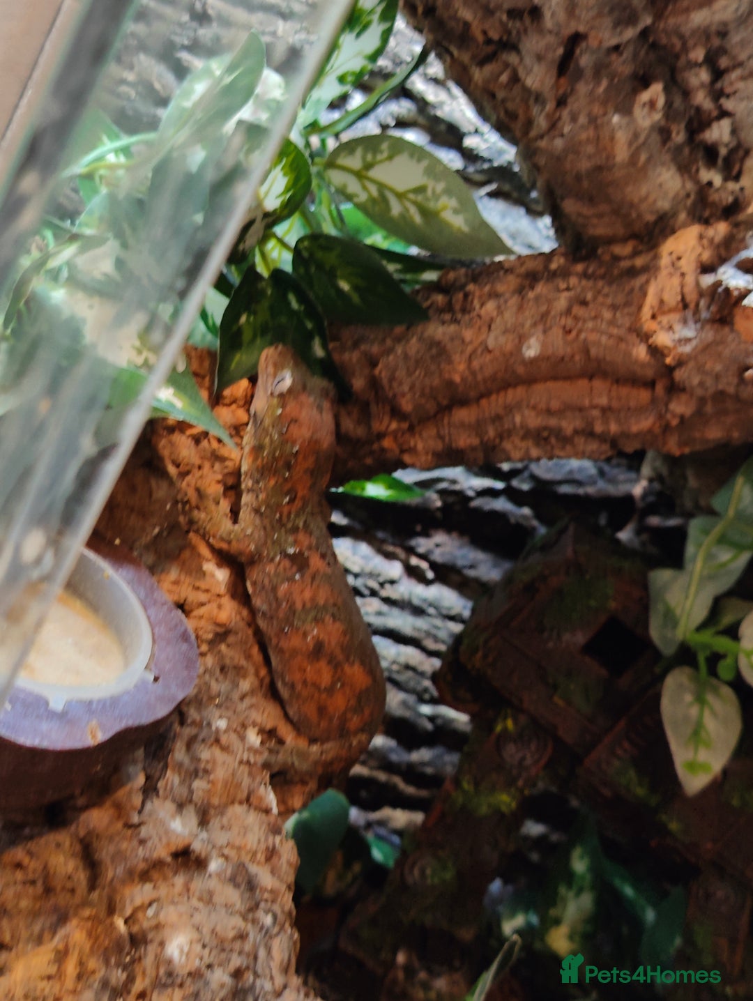 Gecko reptiles for sale: Female Pine Island Chahoua Gecko (Mossy Gecko) - Image 4