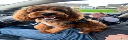 Cockapoo dogs for stud: Cocapoo 2years available for stud in Goole - Advert 8