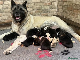 Akita dogs AMERICAN AKITA LOOKING FOR HOME - Advert 5