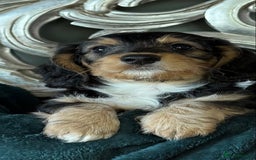 Dachshund dogs for sale: 5 star licensed breeder - Advert 3