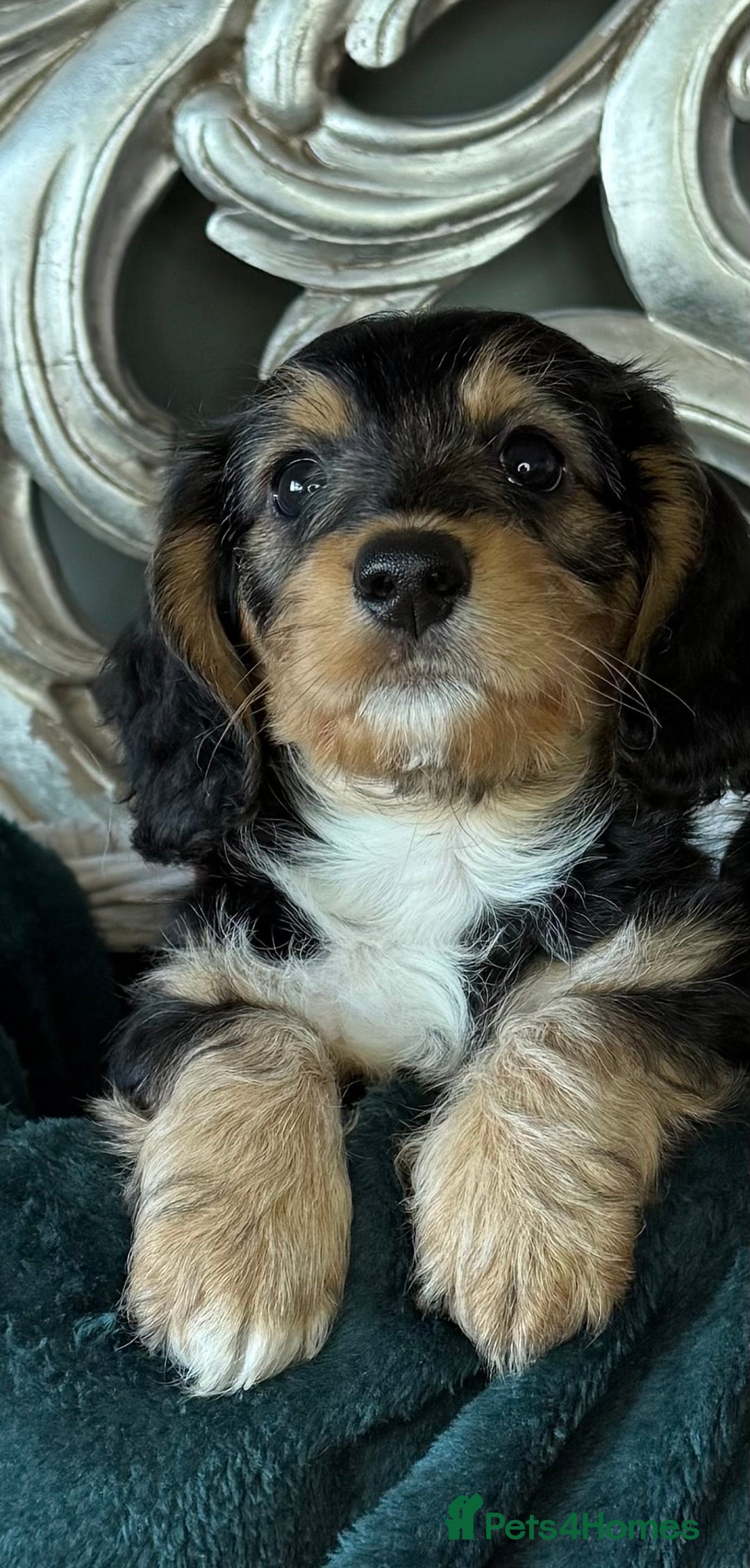 Dachshund dogs for sale: 5 star licensed breeder - Advert 3