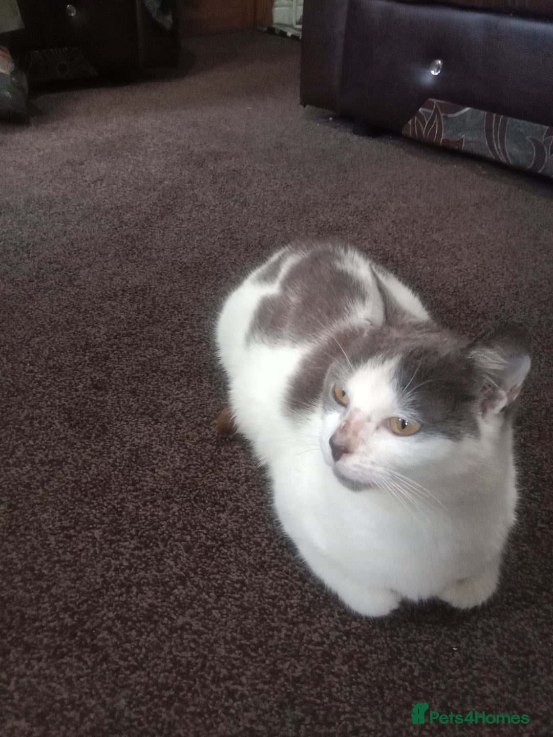 Asian cats for sale: Imran - Advert 1