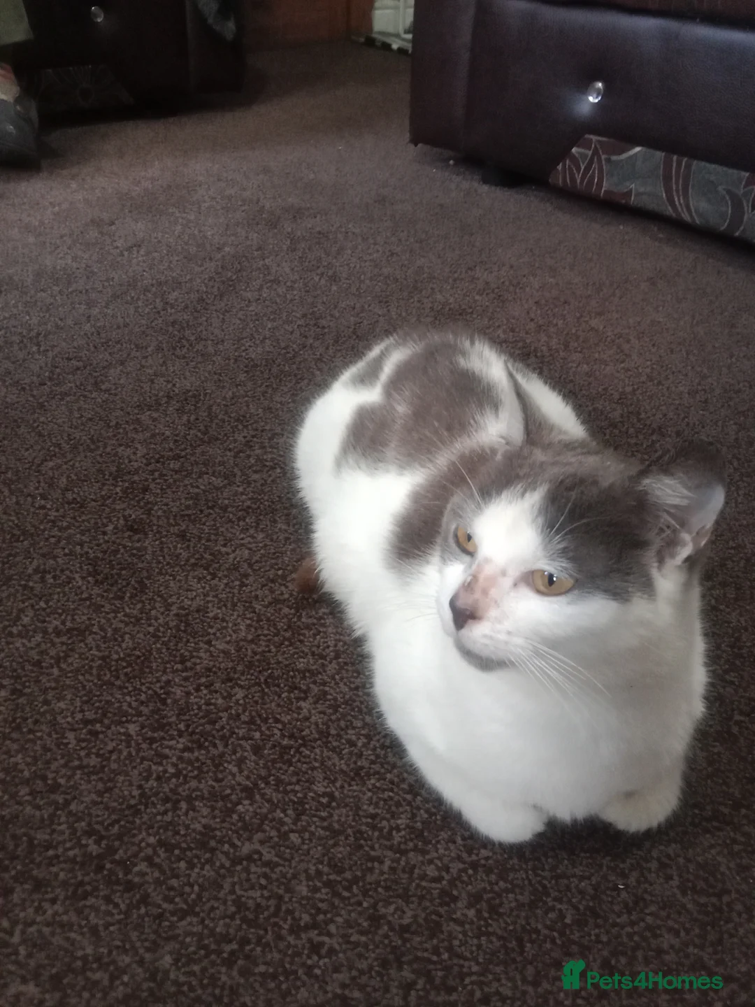 Asian cats for sale: Imran - Advert 1