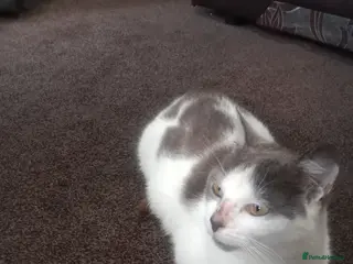 Asian cats Imran - Advert 1