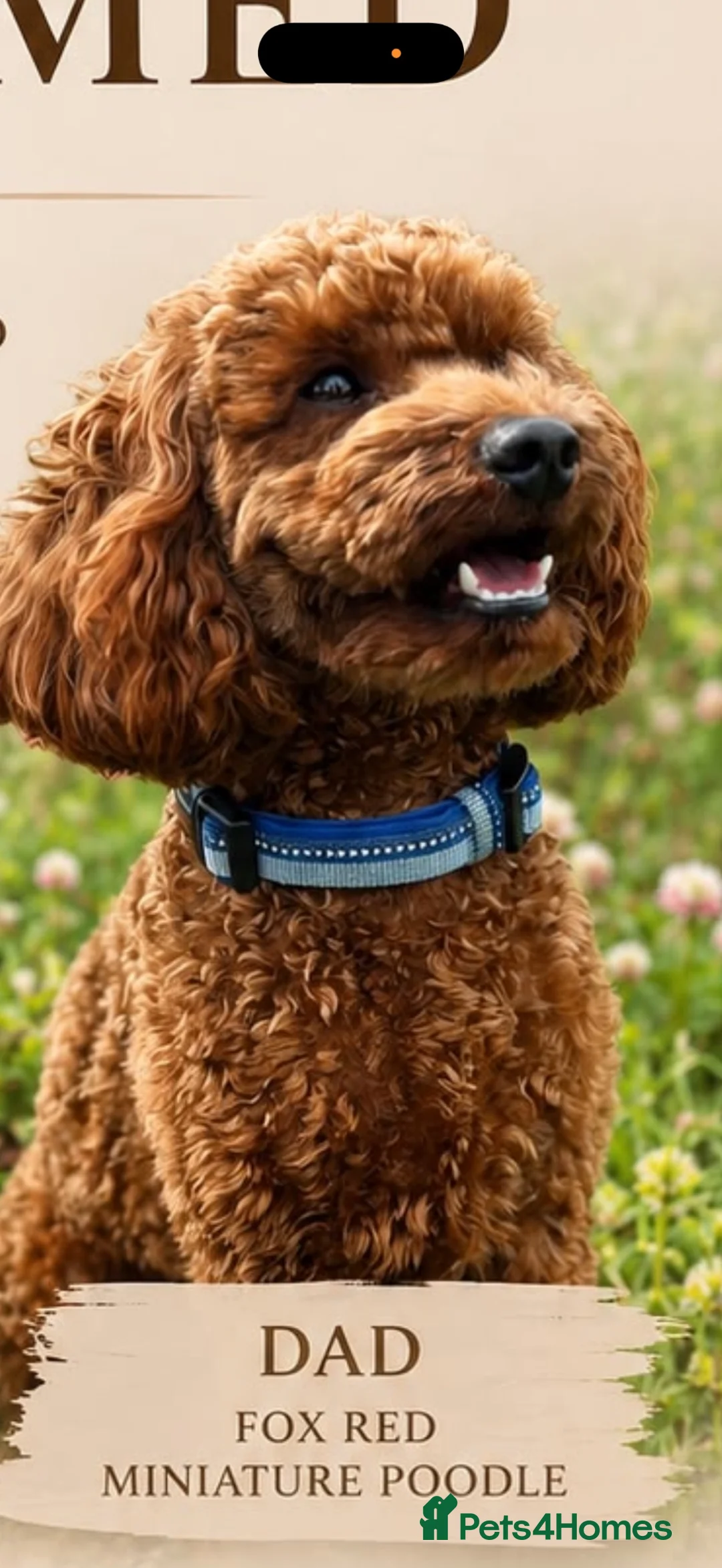 Cavapoo dogs for sale: F1b Cavapoos for sale  - Advert 7