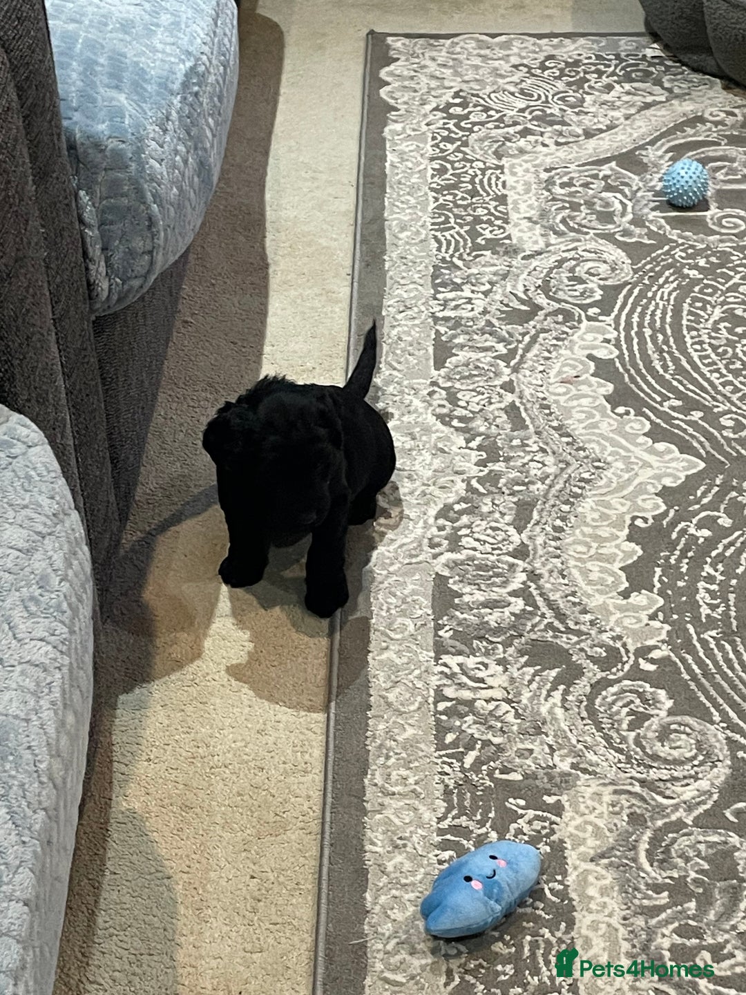 Labradoodle dogs for sale: Gorgeous black labradoodles - Advert 4