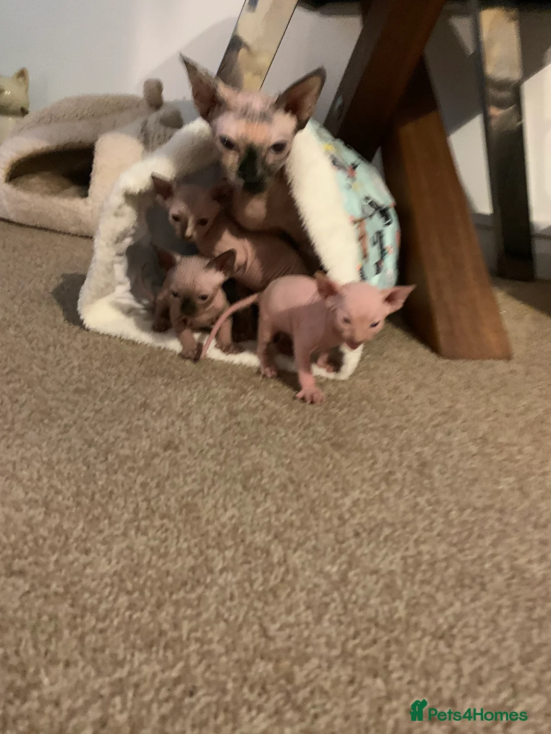 Sphynx cats for sale:  ** s sphynx babies - Advert 6