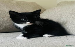 Mixed Breed cats for sale: Gorgeous half Persian fluffy Kittens  - Image 8