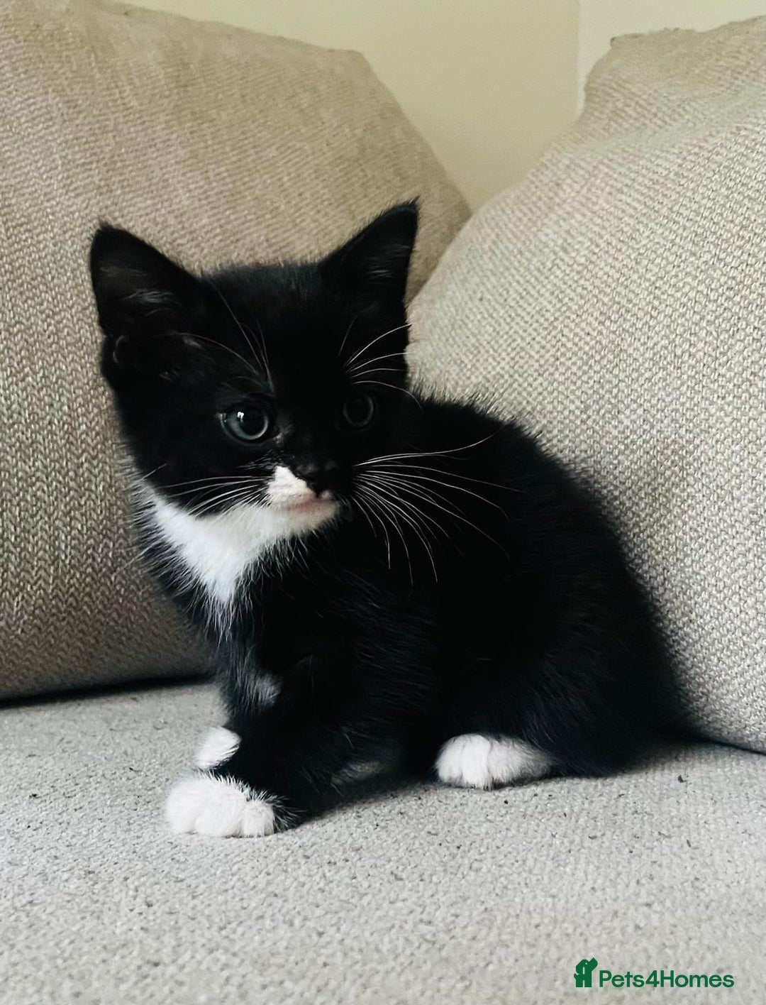 Mixed Breed cats for sale: Gorgeous half Persian fluffy Kittens  - Image 8
