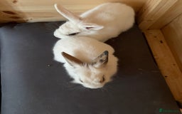 Lionhead rabbits for sale: 2 bunnies - Image 3