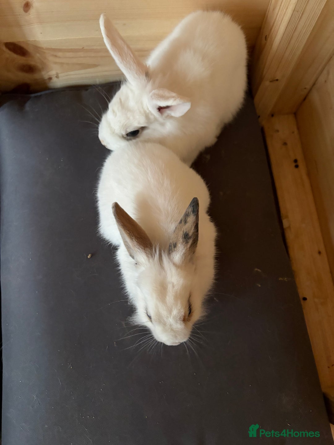 Lionhead rabbits for sale: 2 bunnies - Image 3