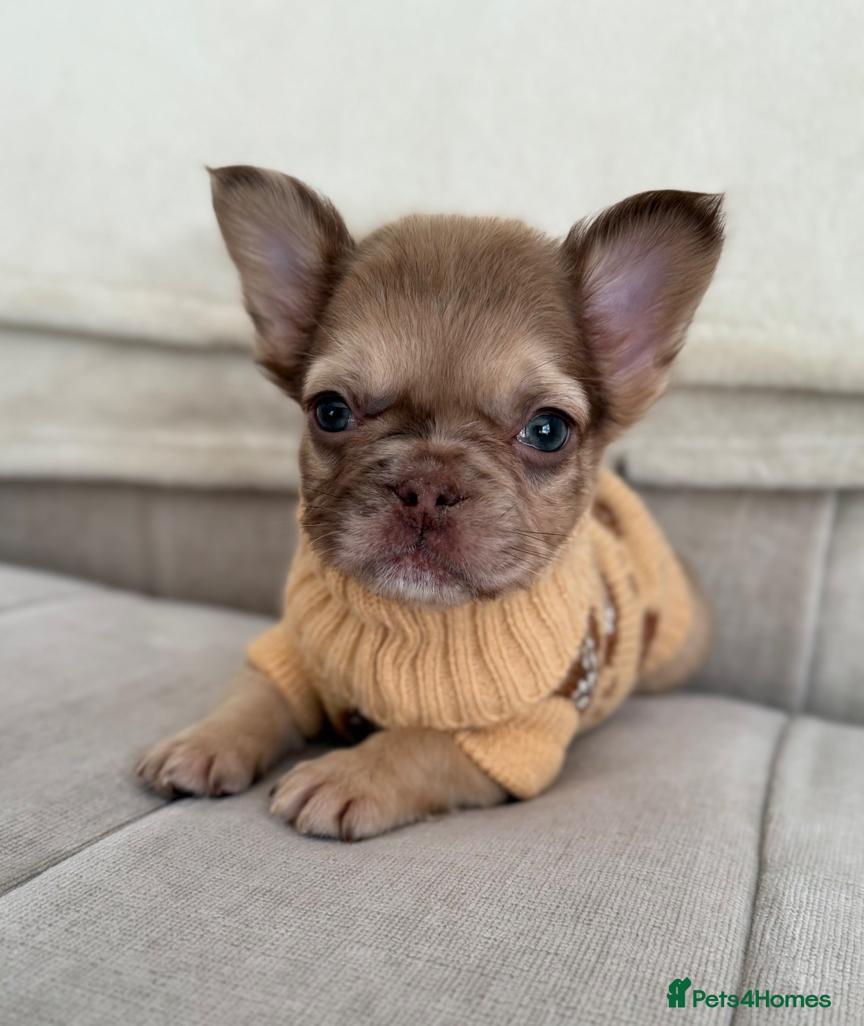 French Bulldog dogs 1 girl left. Full fluffys. Ready to leave ❤️ - Advert 5