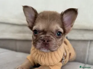 French Bulldog dogs 1 girl left. Full fluffys. Ready to leave ❤️ - Advert 2