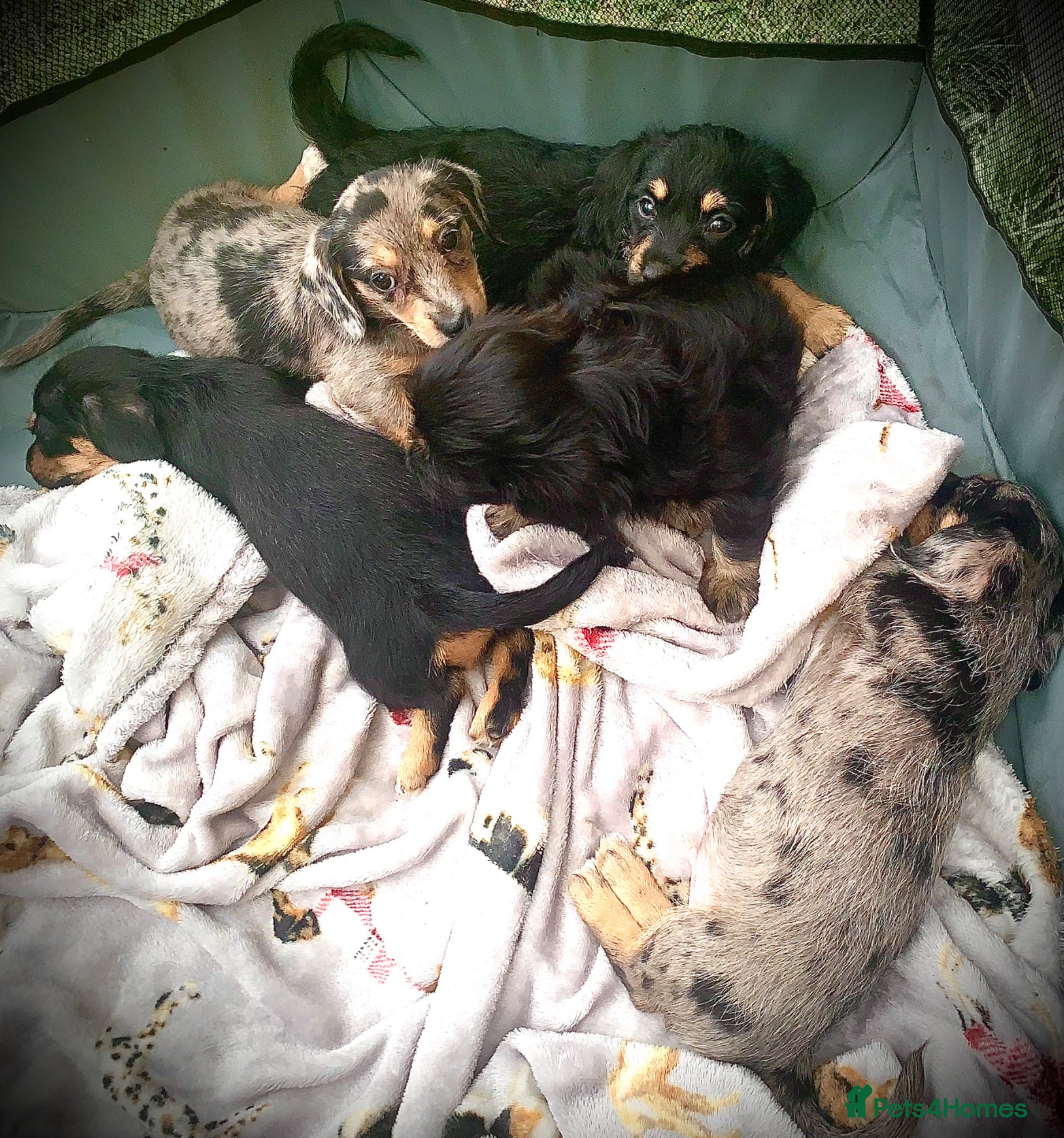 Mixed Breed dogs 5 beautiful Mauxie for sale  - Advert 1