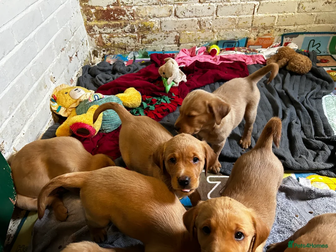 Golden Retriever dogs for stud: Fox red Golden retriever for stud, proven sire - Advert 13