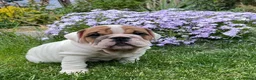 English Bulldog dogs for sale: 😍 Beautiful English Bulldog puppies 🥰 - Advert 3