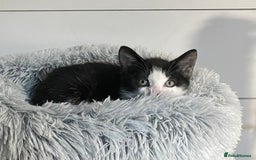 Mixed Breed cats for sale: Three energetic kittens: Noodle, Peanut and Daisy - Advert 9