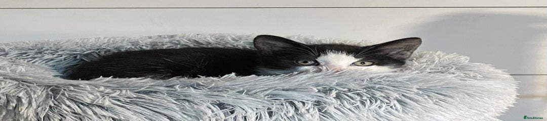 Noodle (male kitten)