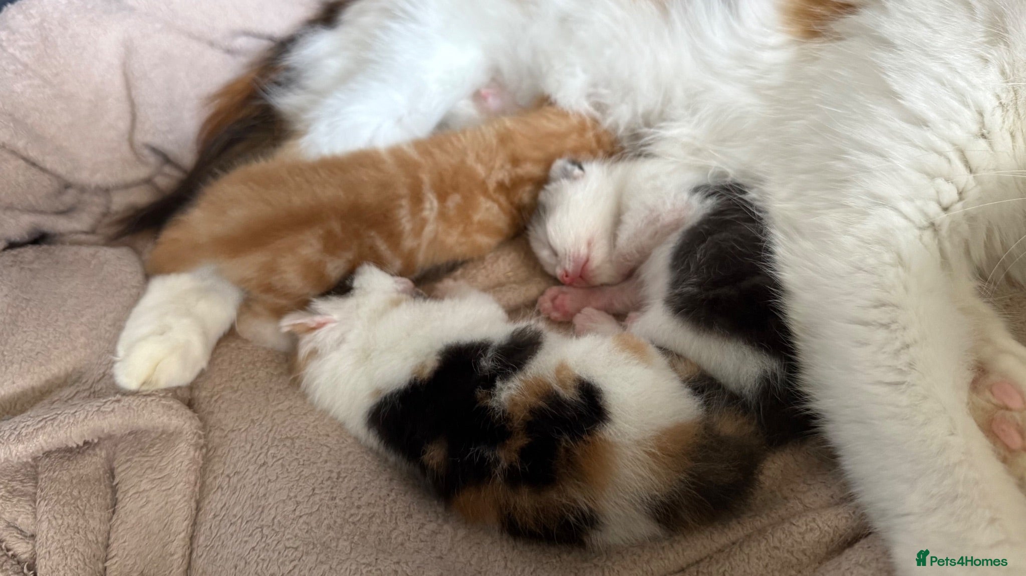 Mixed Breed cats Beautiful Kittens Looking for Their Forever Homes - Advert 7