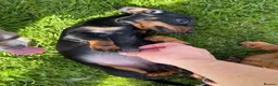Miniature Dachshund dogs for sale: Beautiful KC registered Miniature Dachshund pup  - Advert 3