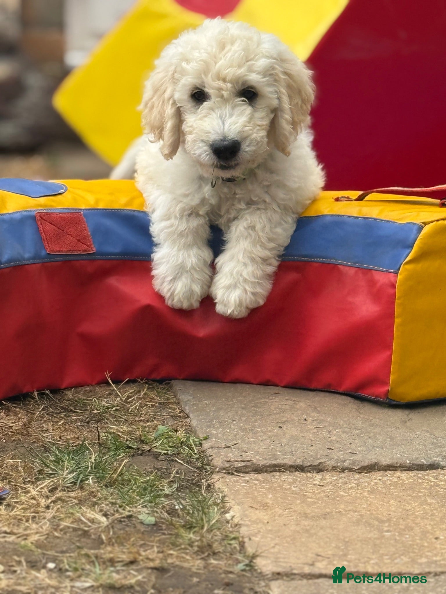 Goldendoodle dogs for sale: 🐾 Goldendoodle Puppies ready for forever homes 🐾 - Advert 1