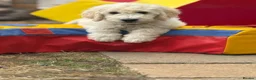 Goldendoodle dogs for sale: 🐾 Goldendoodle Puppies ready for forever homes 🐾 - Advert 1