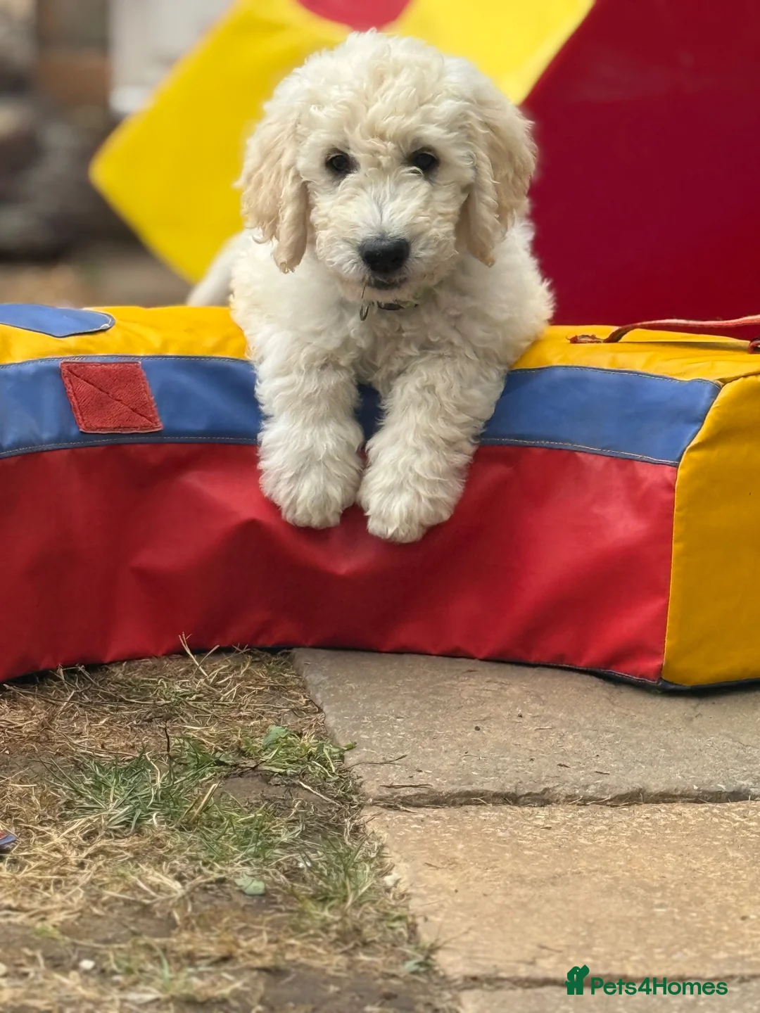 Goldendoodle dogs for sale: 🐾 Goldendoodle Puppies ready for forever homes 🐾 - Advert 1
