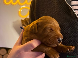 Labrador Retriever dogs Just a beautiful litter Deep reds - Advert 2