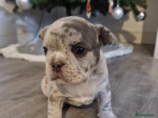 French Bulldog dogs Beautiful blue and lilac merle French bulldogs - Advert 4