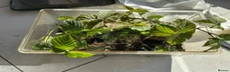Stick Insects invertebrates for sale: Indian Stick Insect Colony inc Terrarium - Advert 3