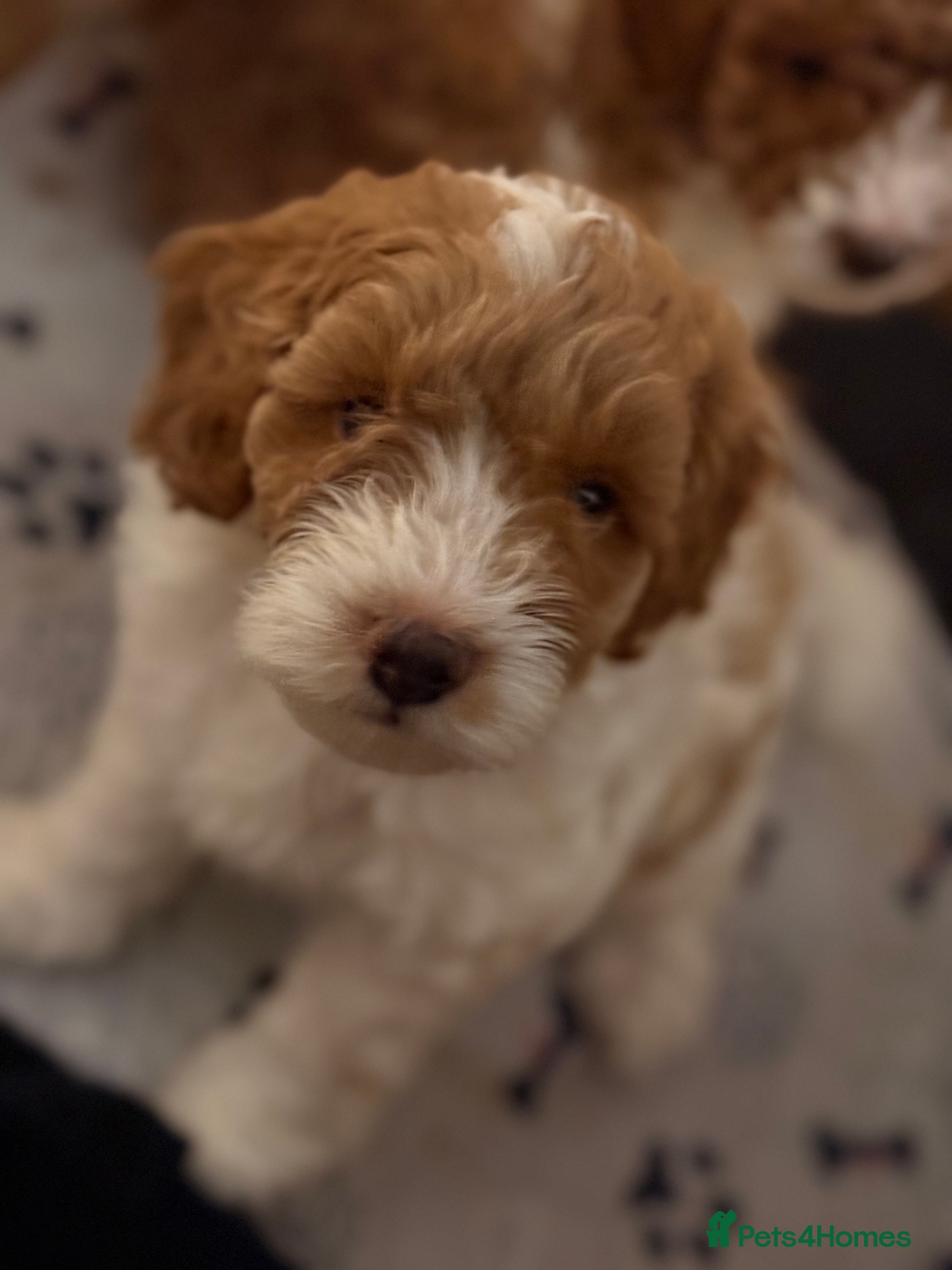 Cockapoo dogs Toy Poodle x Cockapoo Puppies Family Raised - Advert 15