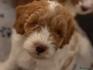 Cockapoo dogs Toy Poodle x Cockapoo Puppies Family Raised - Advert 15
