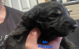 German Shepherd dogs for sale: Straight-topline German Shepherd puppies - Image 9