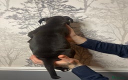 American Bully dogs for sale: Pocket bully puppies  - Advert 3