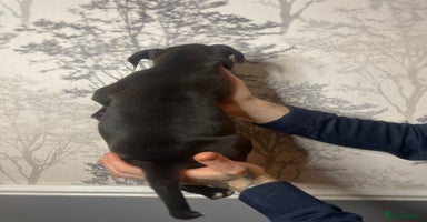 American Bully dogs Pocket bully puppies  - Advert 5