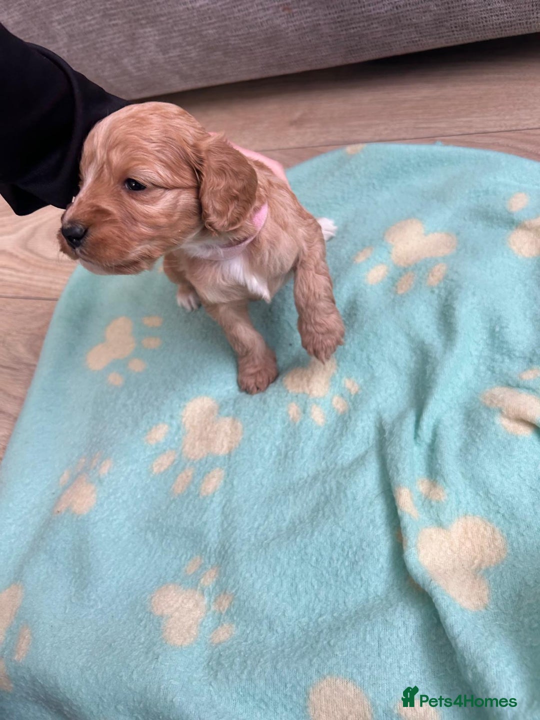 Cockapoo dogs for sale: Beautiful cockerpoos  - Advert 8