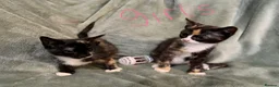 Mixed Breed cats for sale: 3 kittens looking for loving homes  - Advert 7