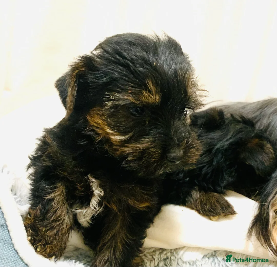 Yorkshire Terrier dogs for sale: Yorkshire terrier  in Bradford - Advert 2
