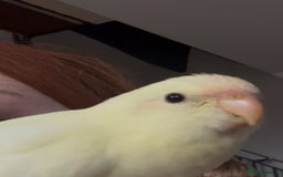 Parakeets birds for sale: Kakariki Last baby still hand feeding  - Image 5
