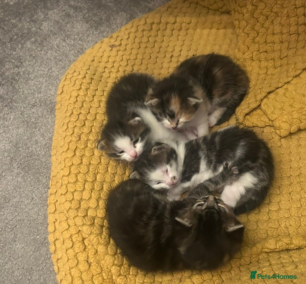 Mixed Breed cats Kittens - Advert 6