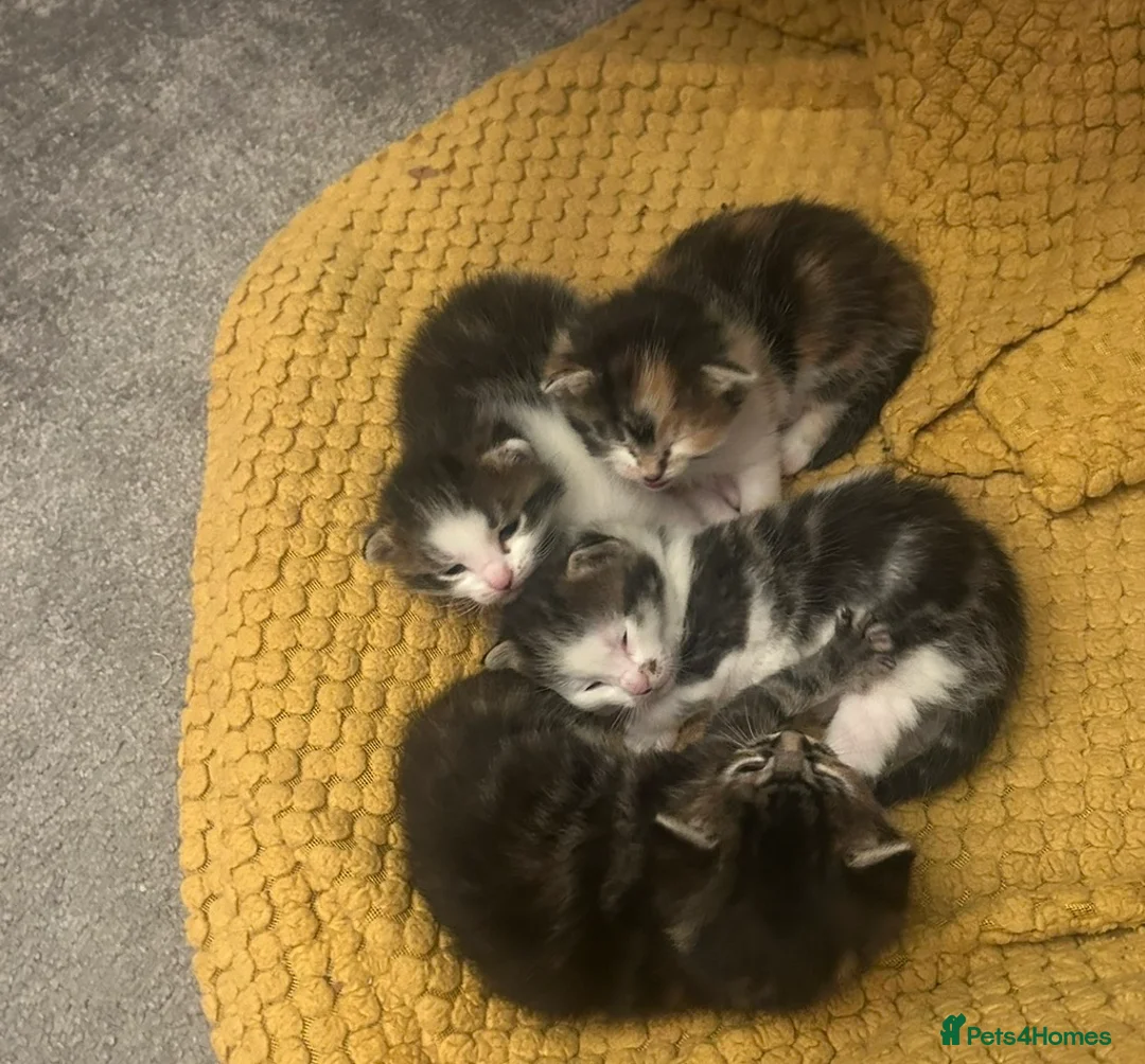 Mixed Breed cats for sale: Kittens in Brighton - Advert 1