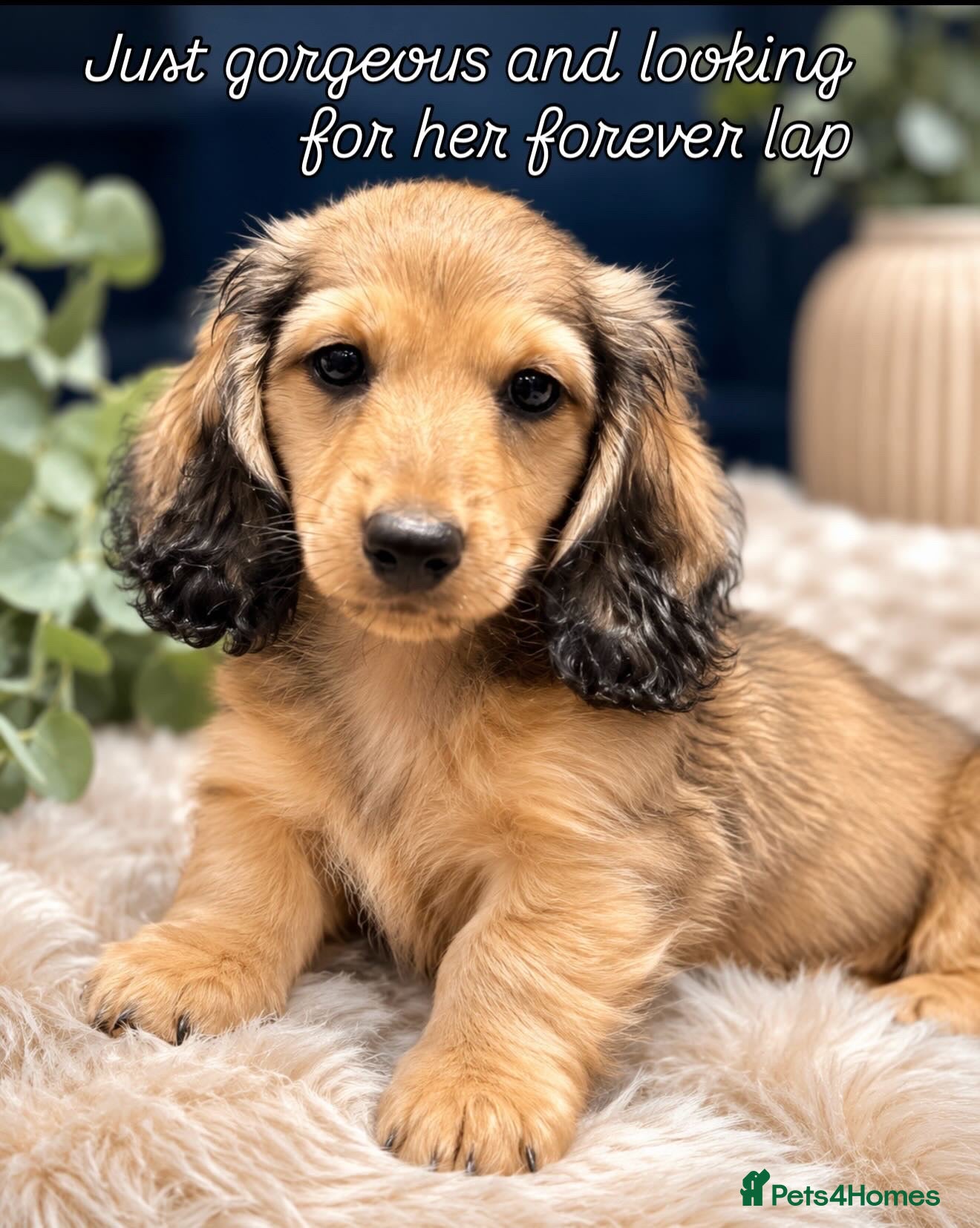 Miniature Dachshund dogs Ready now! Stunning PRA clear L/H champion pup  - Advert 1