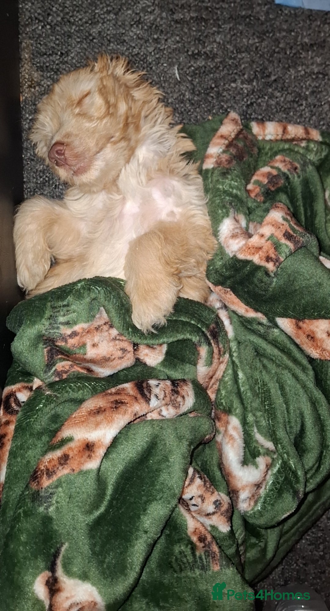 Cockapoo dogs for sale: Cockapoo puppy  - Image 3